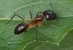 Camponotus