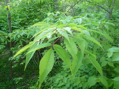 Acer mandshuricum