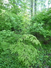 Acer mandshuricum