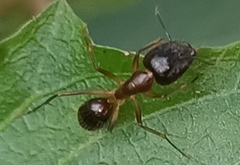 Camponotus