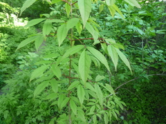 Acer mandshuricum