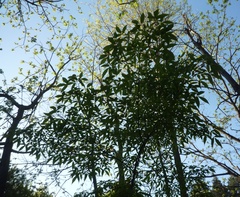 Acer mandshuricum