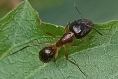 Camponotus