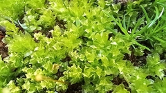 Plagiomnium cuspidatum