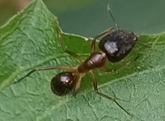 Camponotus
