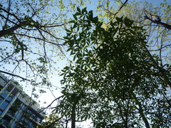 Acer mandshuricum