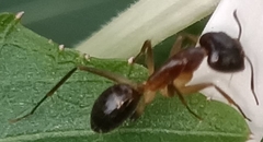 Camponotus