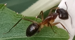 Camponotus