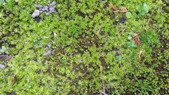 Plagiomnium cuspidatum