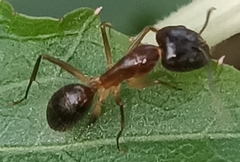Camponotus