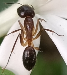 Camponotus