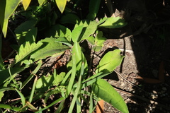 Kalanchoe gastonis-bonnieri