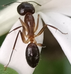 Camponotus