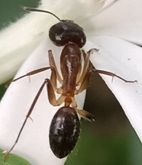 Camponotus