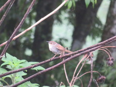 Prinia striata