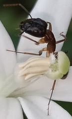 Camponotus