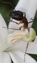 Camponotus