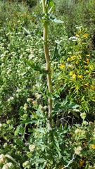 Rafinesquia californica