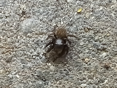 Euophrys herbigrada