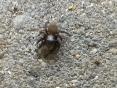 Euophrys herbigrada