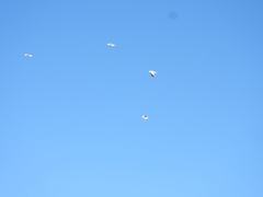 Chroicocephalus maculipennis