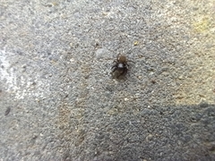 Euophrys herbigrada