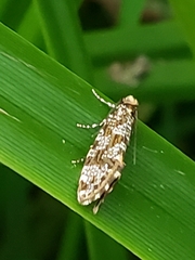 Triaxomera parasitella