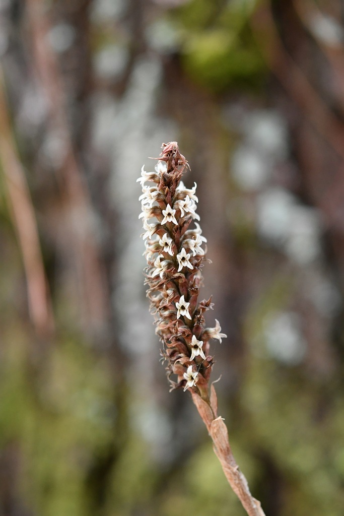 Aulosepalum pyramidale