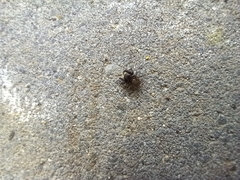 Euophrys herbigrada