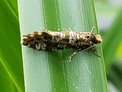 Triaxomera parasitella