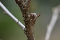 Platycotis tuberculata