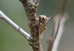 Platycotis tuberculata