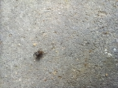Euophrys herbigrada
