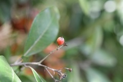 Photinia matudae