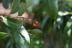 Photinia matudae