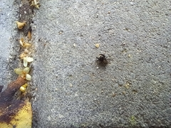 Euophrys herbigrada