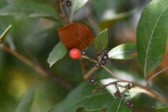 Photinia matudae