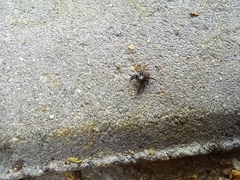Euophrys herbigrada