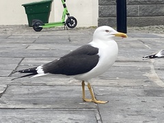 Larus fuscus