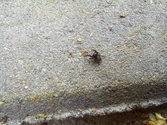 Euophrys herbigrada