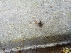 Euophrys herbigrada