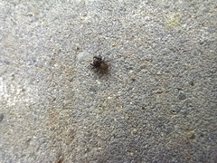Euophrys herbigrada
