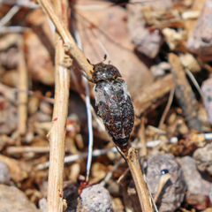 Dermestes marmoratus