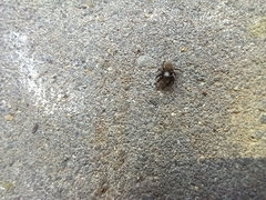 Euophrys herbigrada