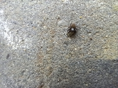 Euophrys herbigrada