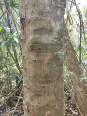 Senegalia polyphylla