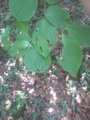 Cornus florida urbiniana