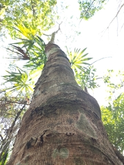 Senegalia polyphylla