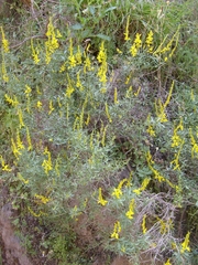 Genista tricuspidata
