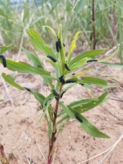 Trirhabda canadensis